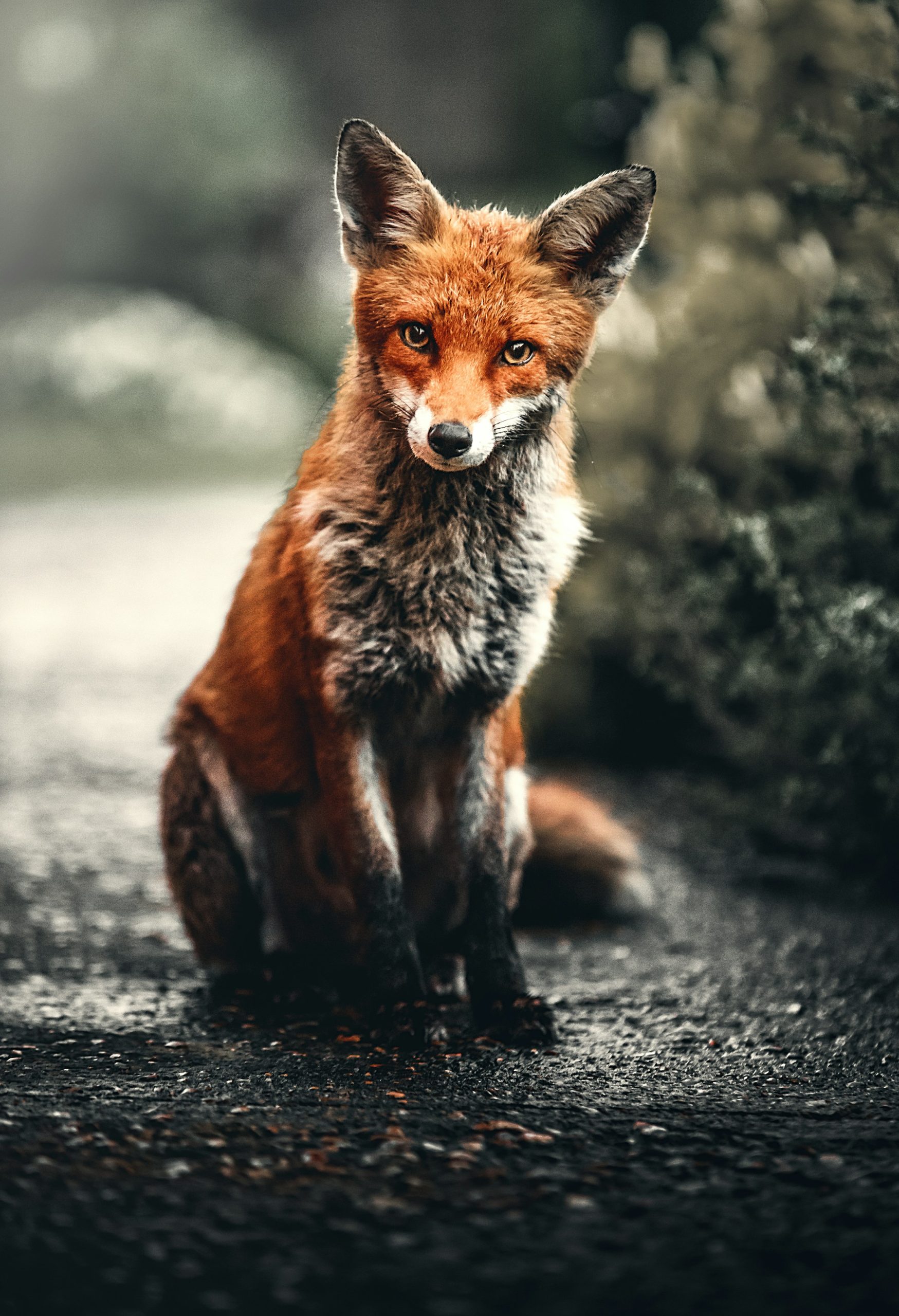 If you see a herd of these animals, run away after saving your lives!