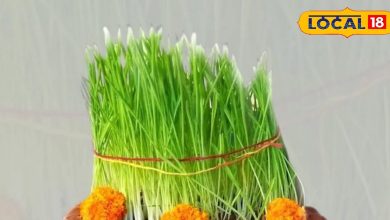 Navratri Special: Happy and ominous signs tell the color of barley sown in Navratri, the first creation is considered