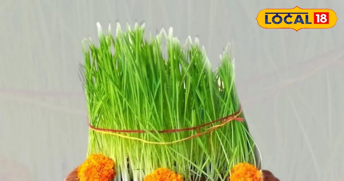 Navratri Special: Happy and ominous signs tell the color of barley sown in Navratri, the first creation is considered
