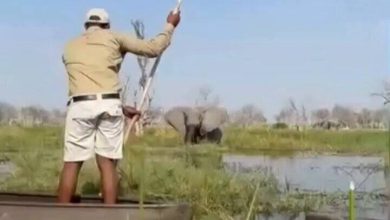 Crocodile in the river, elephant attack from above! People sitting in the boat saved their lives will tremble heart after watching viral videos