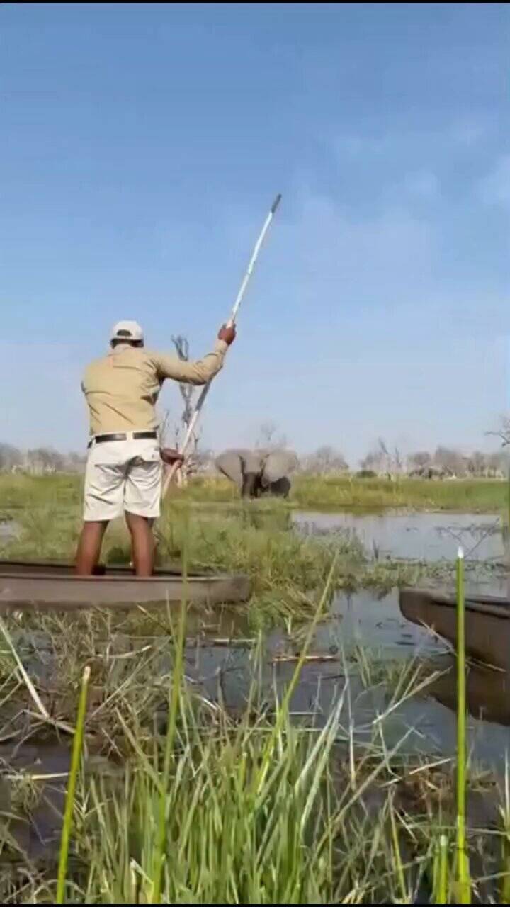 Crocodile in the river, elephant attack from above! People sitting in the boat saved their lives will tremble heart after watching viral videos