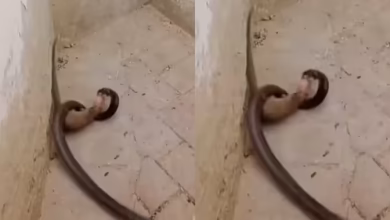 Video of Snake and Mongoose Battle has become viral on the internet, old saying is true