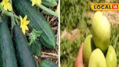 Mechanical Engineer left the track and started growing … Starting with 12 hectares and now earns millions of profit