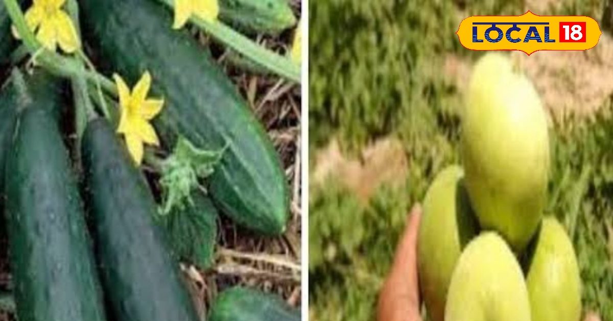 Mechanical Engineer left the track and started growing … Starting with 12 hectares and now earns millions of profit