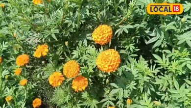 Farmers must grown this flower, rain will be broken, the notes will earn in millions