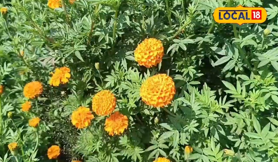 Farmers must grown this flower, rain will be broken, the notes will earn in millions
