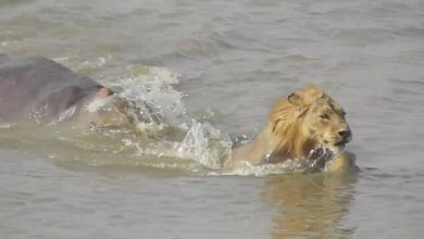 Hippo’s destruction over the lion crossing the river! The laughter of the people sees the state of the King of the Forest, see the funny video here