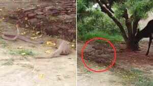 Dangerous clash between Mongoose and Snake goes viral on social media
