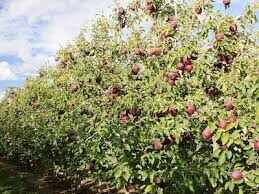 Himachal Pradesh: India’s ‘Apple State’, where apple cultivation changes people’s lives