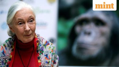 Who was Jane Goodall? Celebrated primatologist and conservationist is deceased