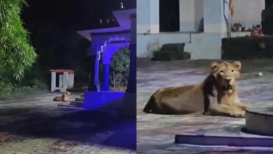 Video of lioness who went on social media viral watching outside the temple, people consider it the form of maa durga