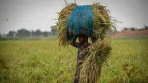 Kharif Marketing Year 2025-26: Date of purchase of Paddy in Uttar Pradesh announced