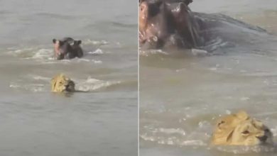 Exciting video of the jungle: Hippo floats the lion in the water