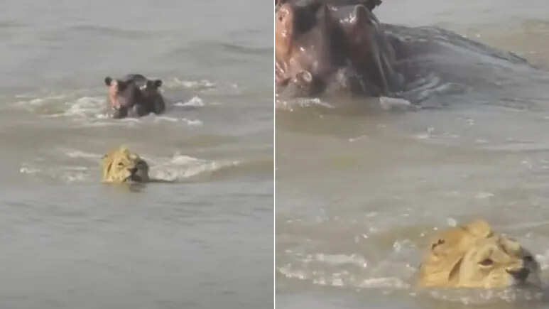 Exciting video of the jungle: Hippo floats the lion in the water