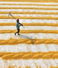 That’s how salt is grown in India!