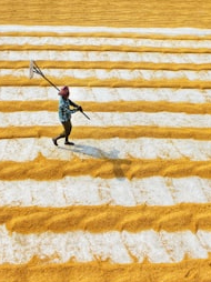 That’s how salt is grown in India!