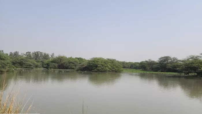 The arrival of foreign birds in Sultanpur National Park is expected to start over 10-15 days – the NCR Sultanpur National Park awaits the arrival of exotic birds within 10 to 15 days