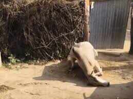 In the video, police arrested two youths accused of deliberately crushing the bull in Sikar.