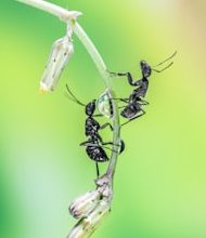 Learn the unique language of ants!