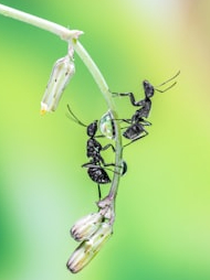 Learn the unique language of ants!