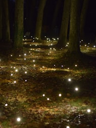 Where do lights come from?