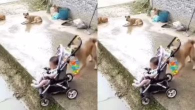 The dog saved human life, viral video touched people’s hearts