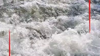 شلالات مياه قوية.. ارتفاع منسوب النيل في القناطر الخيرية بالقليوبية. تصوير: على اسماعيل