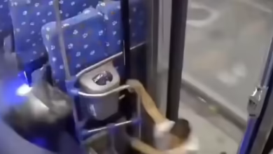 Video went on social media viral: Woman fell out of the bus as she walked