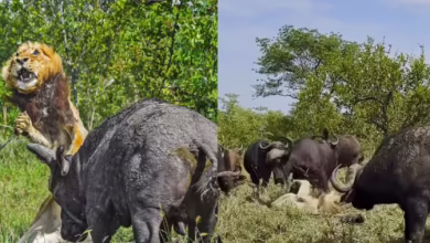 Viral Video on Social Media: Ekta of Buffalo also drifted Lion