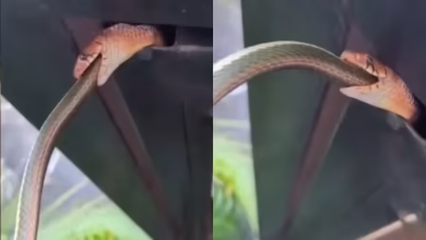 Snake’s Eng Video became Viral on social media, snake as we were seen swallowing