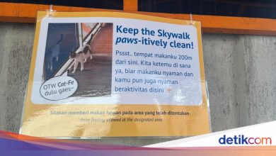 Don’t be carefree, feed a cat in the Kebayoran Skywalk, now there’s a place