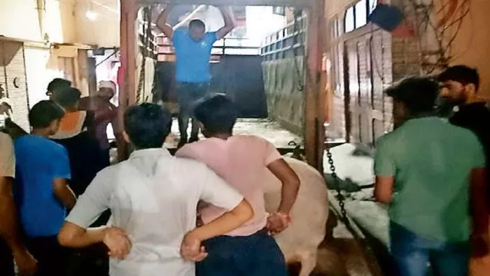 Officers in this district of UP continually gave assurances, the injured bull had not been treated for 20 hours, died by lubricating – Meerut News Negligence in Stray Bull dies due to lack of treatment