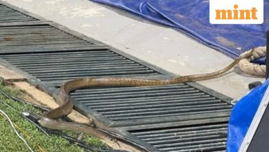 Snake on a field: reptile greets Harmanpreet & Co during practice before the World Cup match against Pakistan