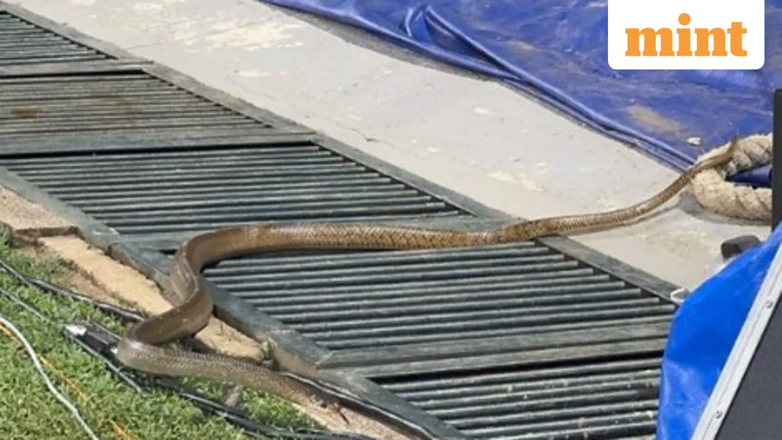 Snake on a field: reptile greets Harmanpreet & Co during practice before the World Cup match against Pakistan
