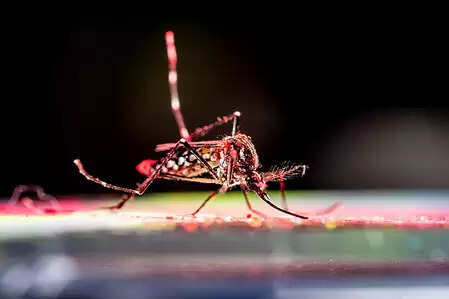 Chikungunya spreads quickly, it is difficult to predict the outbreak: study