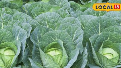 The sowing of these 5 vegetables in October will be three times more profit within 45 days