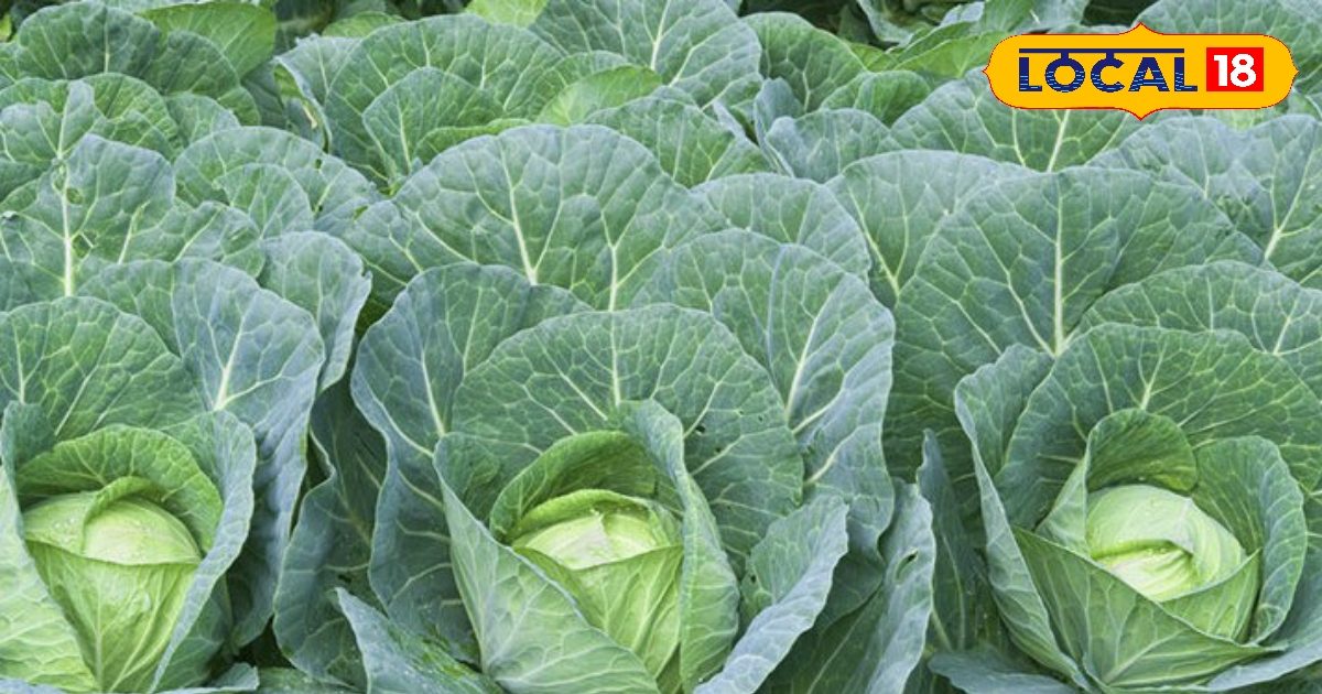 The sowing of these 5 vegetables in October will be three times more profit within 45 days