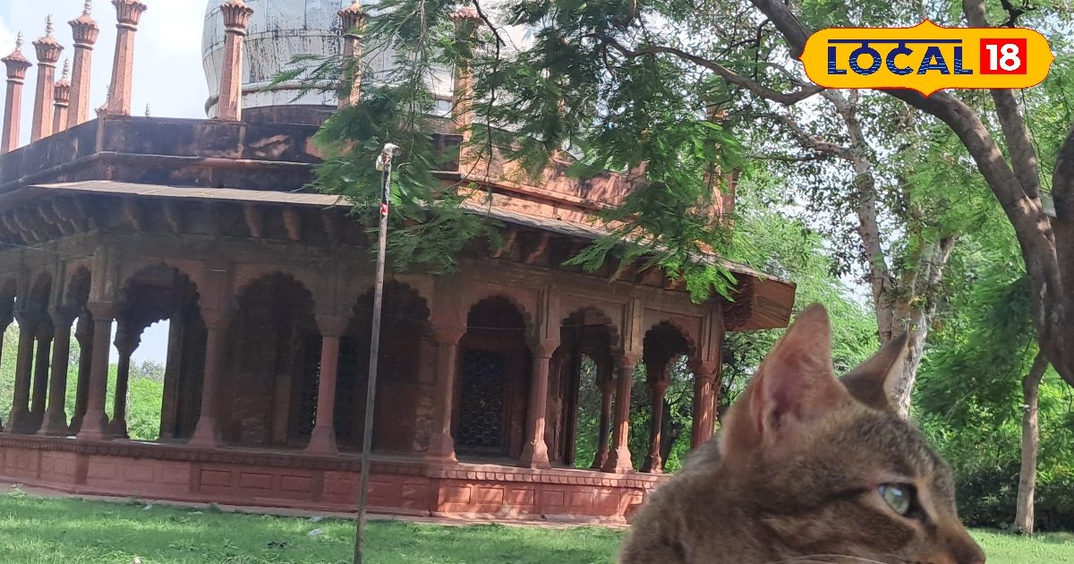 Kali Masjid from Agra, where ghosts walk around! Dogs, cats and monkeys, friends, the grave fulfills the grave