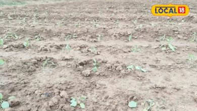 Agri Tips: Cabbage is to grow in the garden? Follow this trick of Korba Farmer