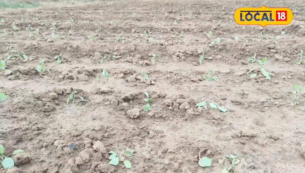 Agri Tips: Cabbage is to grow in the garden? Follow this trick of Korba Farmer