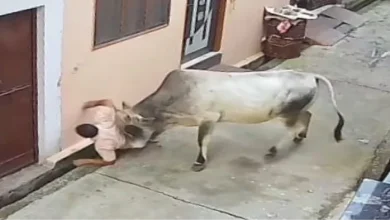 This city up caused panic due to bull rage, old man, attack on the young man and then … – Muzaffarnagar News Stray Bull Attack injured two CCTV footage viral
