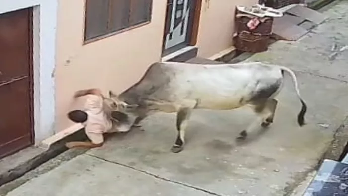 This city up caused panic due to bull rage, old man, attack on the young man and then … – Muzaffarnagar News Stray Bull Attack injured two CCTV footage viral