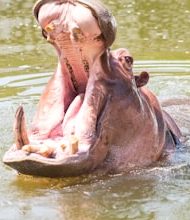 10 countries, where most hippopotamus!