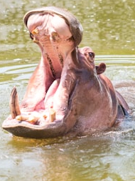 10 countries, where most hippopotamus!