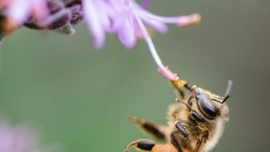 Rub iron on bite beneficial?