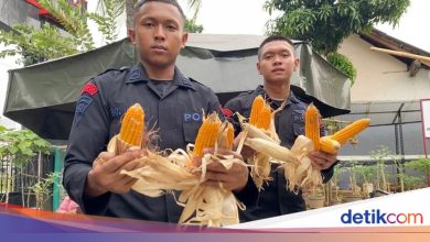 Brimob work of community service and wheat crop with residents supports food security