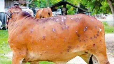 Lampi -forus destruction in buxar: hundreds of cattle in the grip, allegations of negligence in vaccination -lumpy virus outbreak in buxar livestock crisis and vaccination concerns