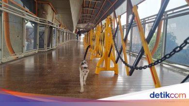 Skywalk kebayoran cleaning of cat dirt