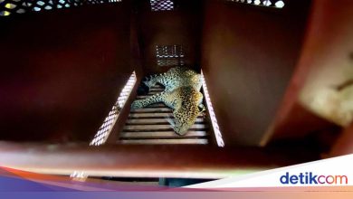 The leopard entering the hotel in Bandung was observed to Lembang Park Zoo