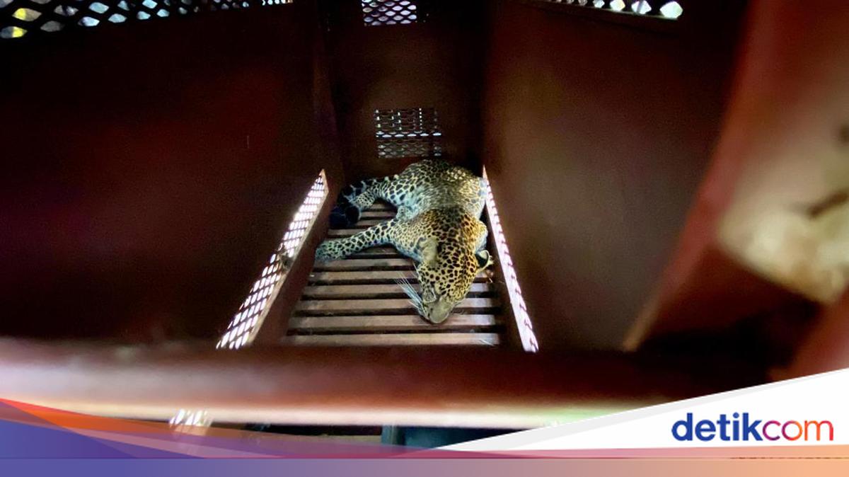The leopard entering the hotel in Bandung was observed to Lembang Park Zoo